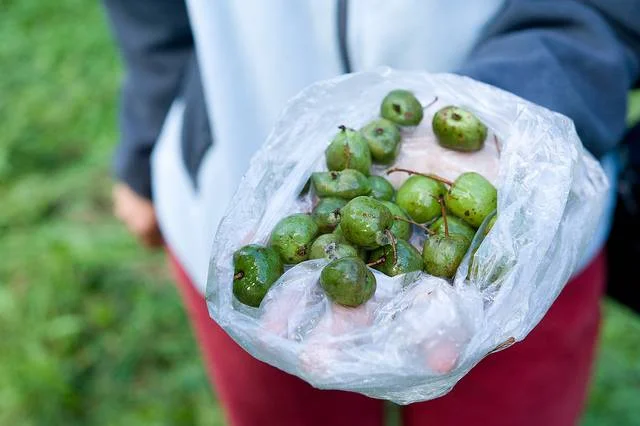 Mini-kiwi