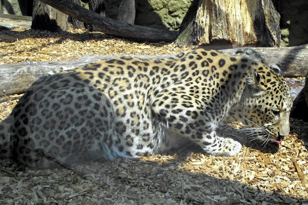 Kiedyś osły, teraz lamparty. Radni PiS nie dają spokoju zwierzętom z poznańskiego ZOO.