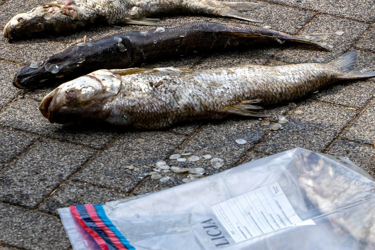 Są wyniki badań śniętych ryb z rzeki Ner