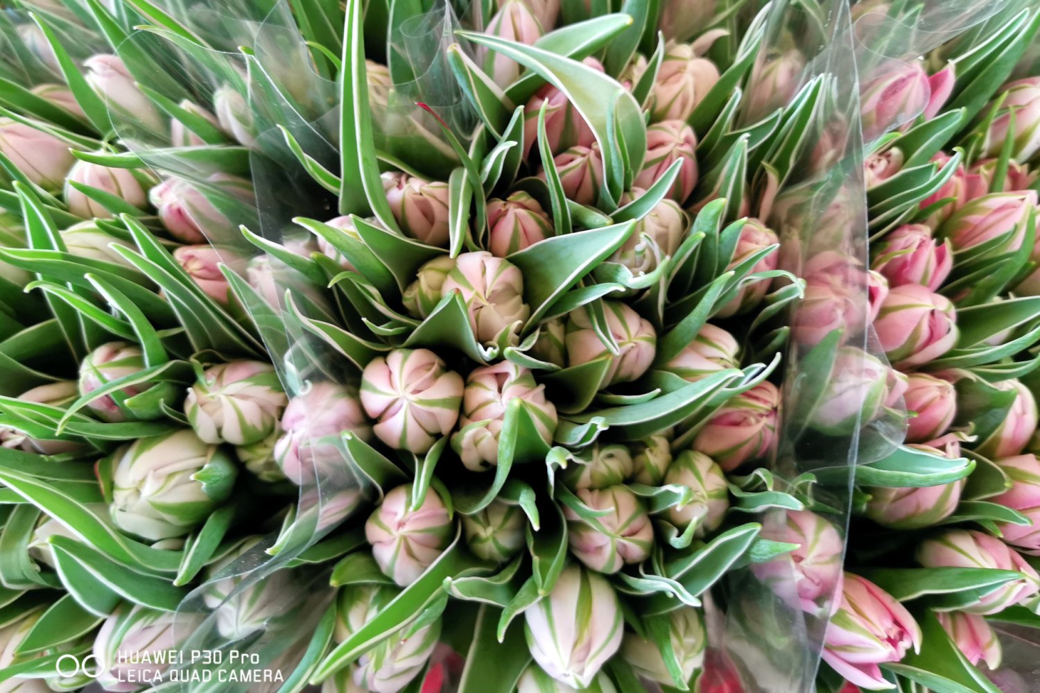 Zdjęcie wykonane smartfonem Huawei P30 Pro.