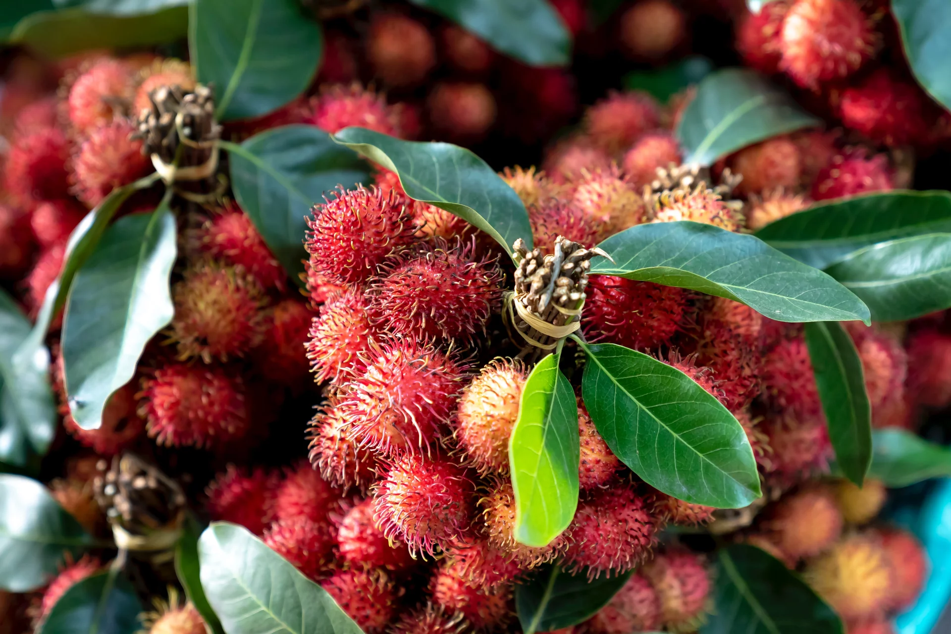 Rambutan pochodzi z Azji.