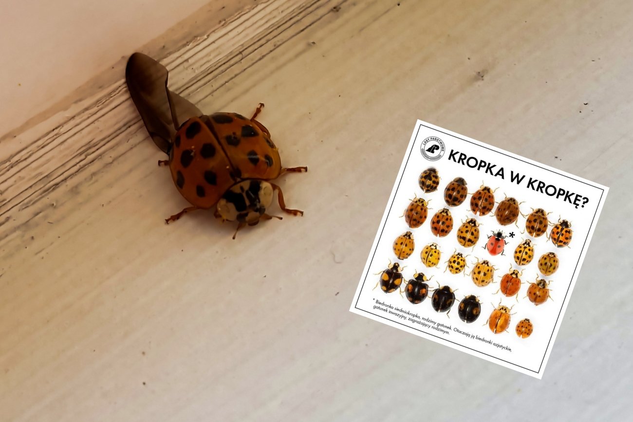 Biedronka azjatycka coraz częściej zimuje w naszych domach