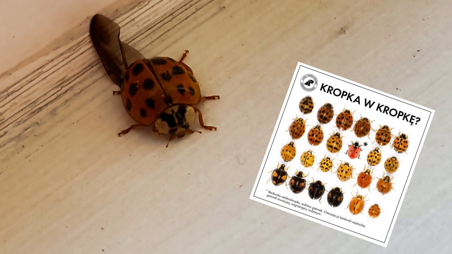 Biedronka azjatycka coraz częściej zimuje w naszych domach