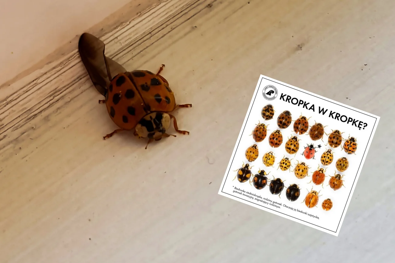 Biedronka azjatycka coraz częściej zimuje w naszych domach