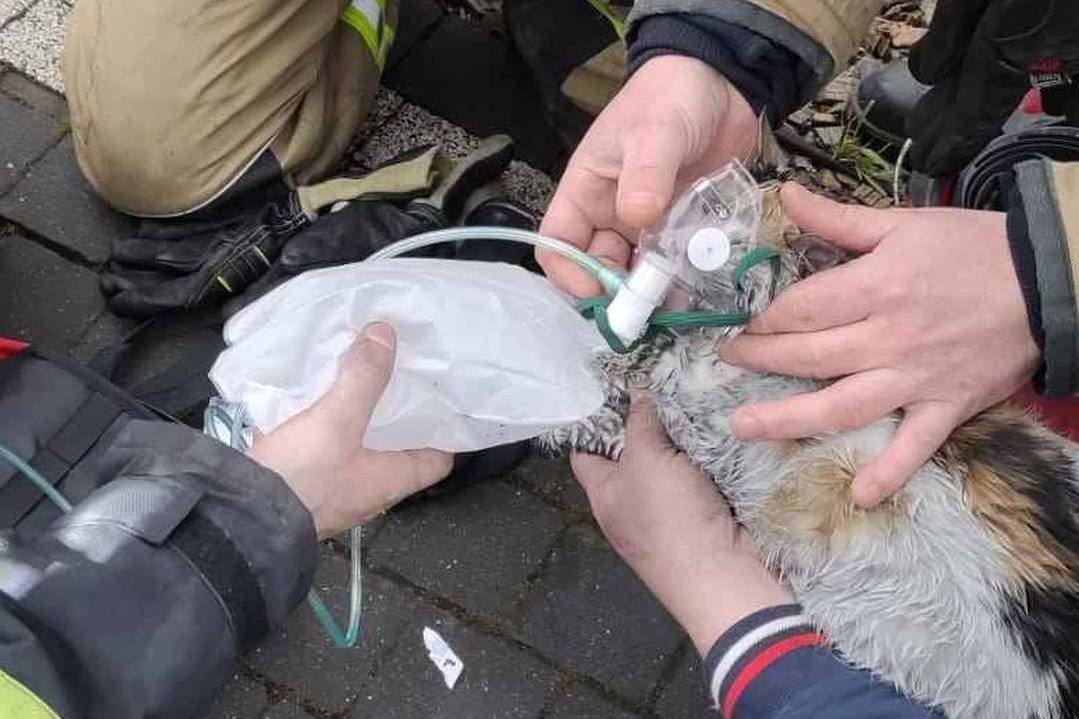 Pożar w miejscowości Słuchowo. Strażacy podali tlen zaczadzonej kotce