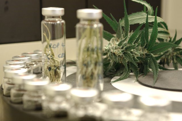 Medyczna marihuana to jak na razie trzy zarejestrowane leki, ale żaden z nich nie leczy raka.