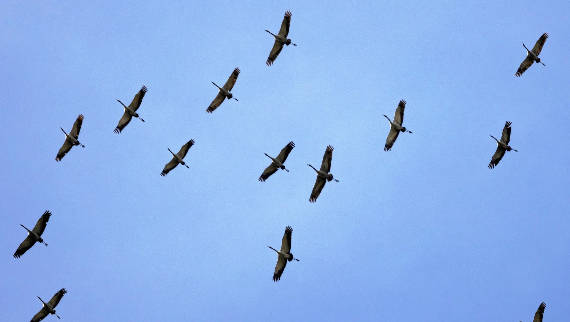 Ptasia grypa w Niemczech. Dotknięte hodowle niedaleko Polski