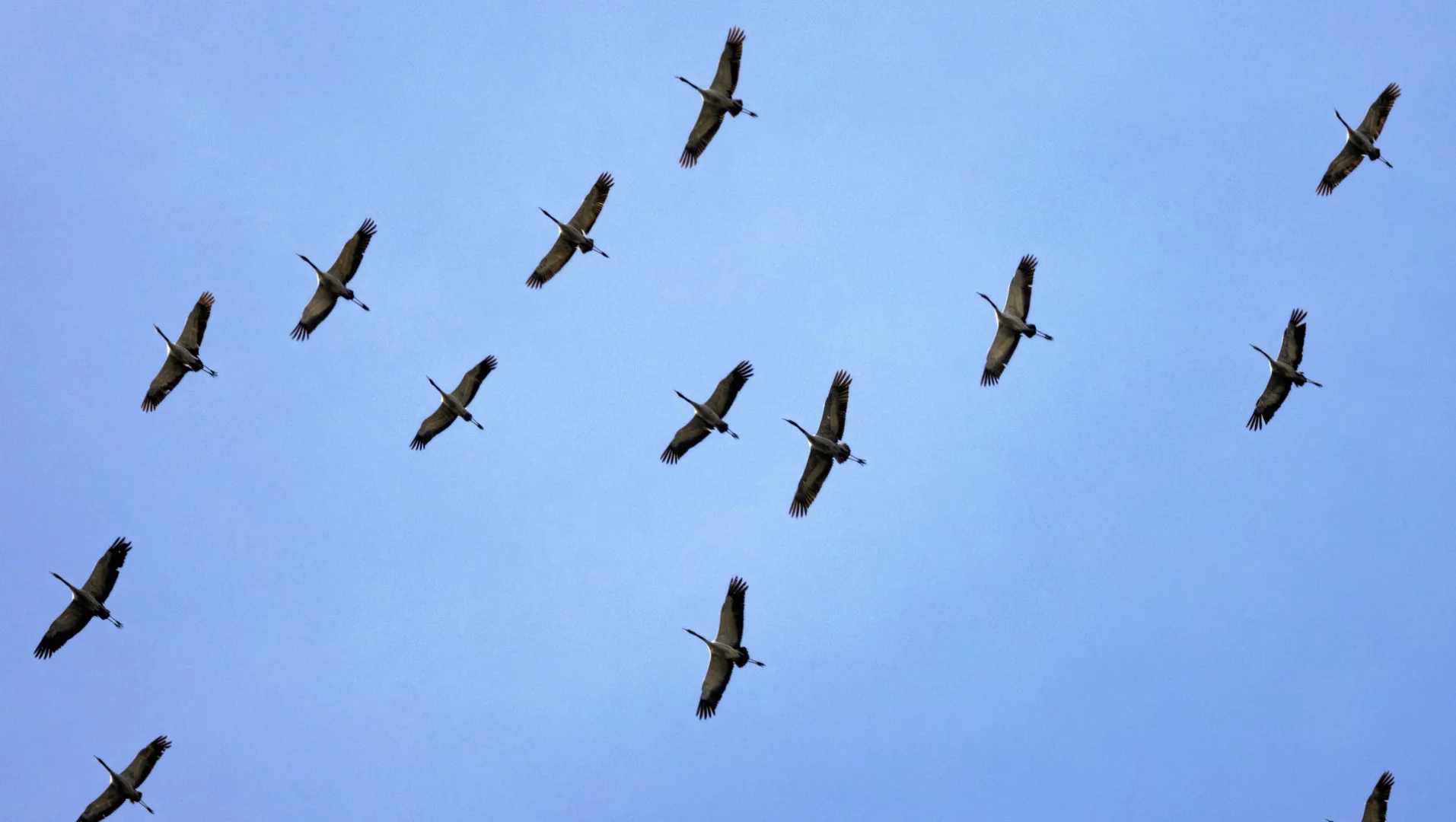 Ptasia grypa w Niemczech, dotknięte hodowle niedaleko Polski. "Masowo padają żurawie"
