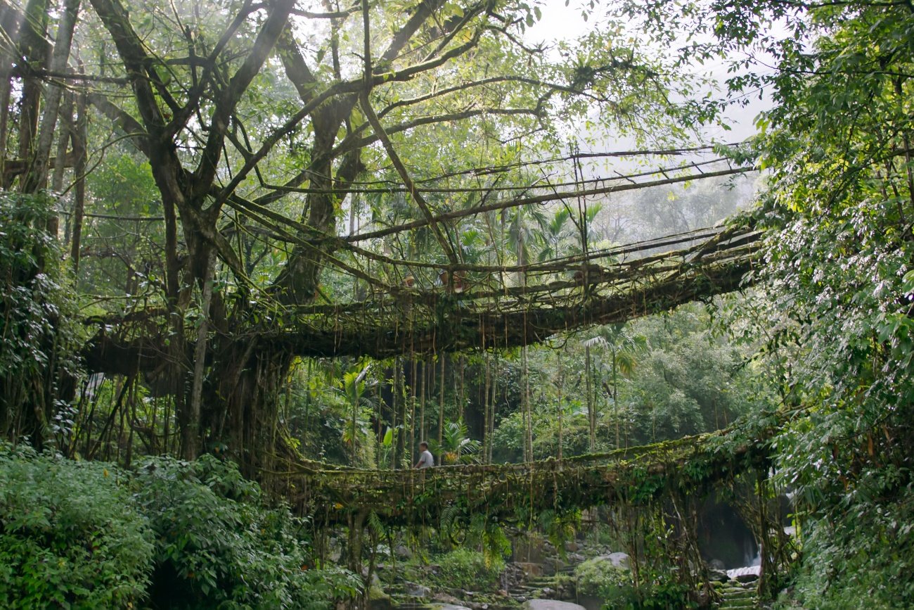 "Zielona planeta" to najnowszy serial dokumentalny o skrywającym wiele tajemnic świecie roślin. Narratorem serii, której premierę zaplanowano na 13 lutego 2022 na kanale BBC Earth, jest światowej sławy przyrodnik – Sir David Attenborough