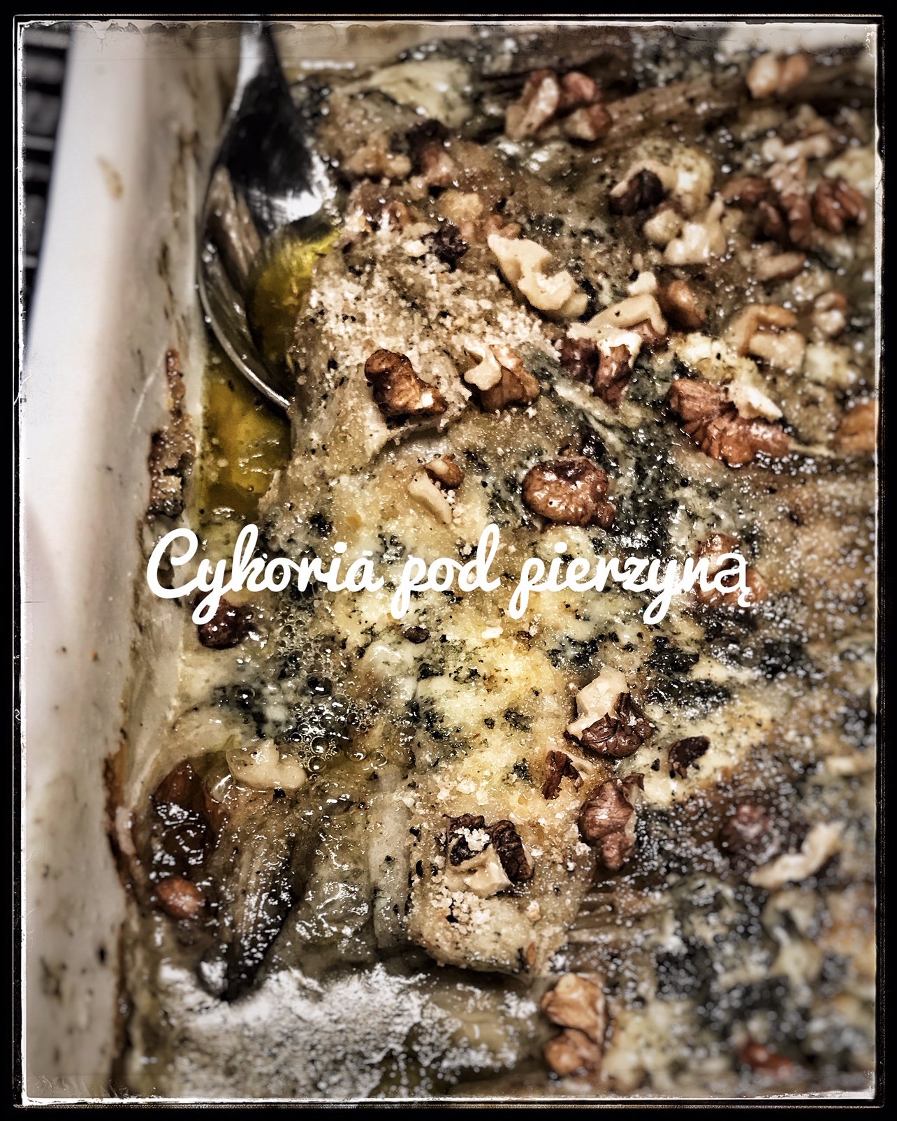 cykoria pod piezryną