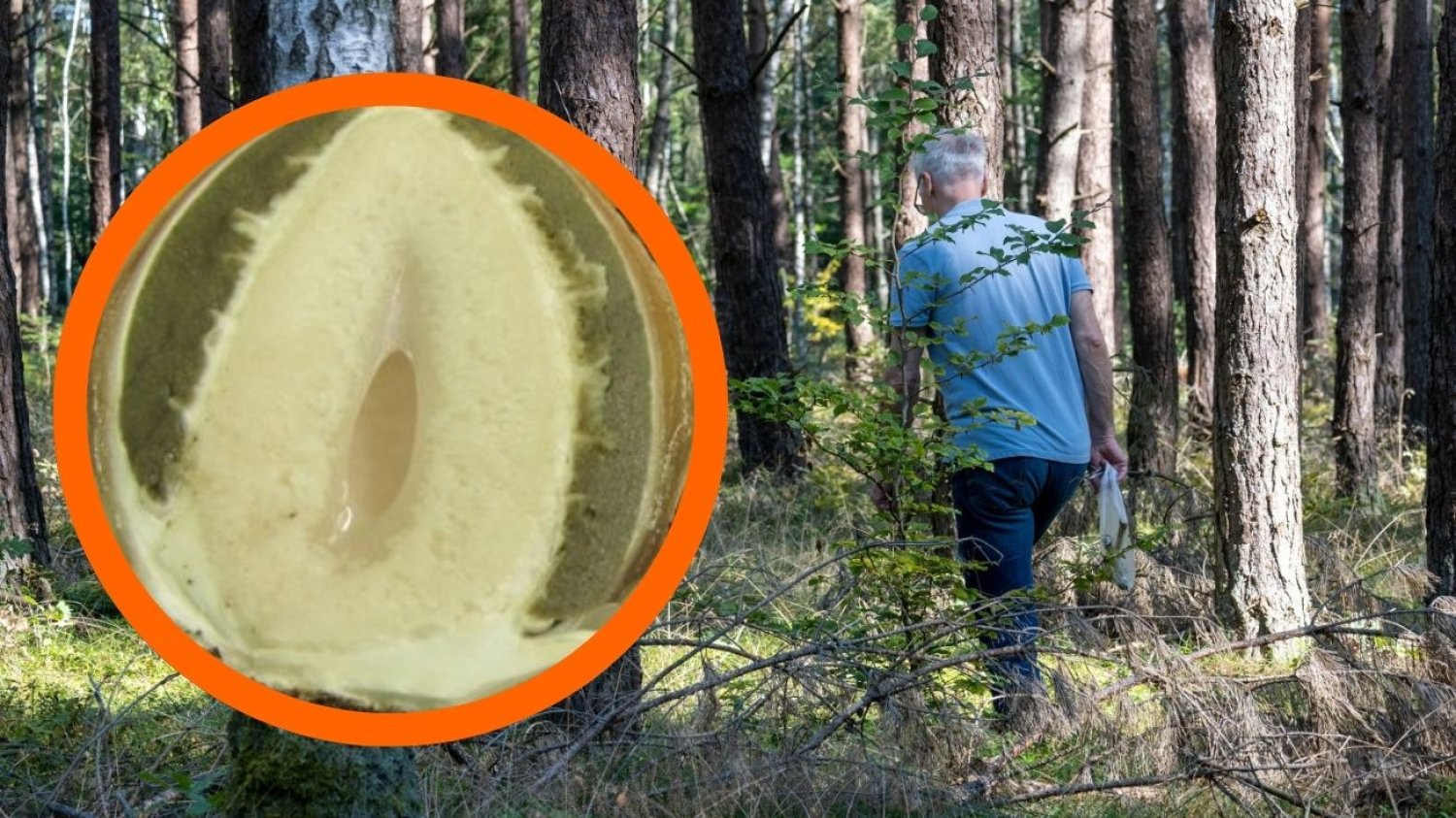 Czarcie jajo bywa pomijane przez zbieraczy. Ale wytrawni grzybiarze wiedzą, co dobre