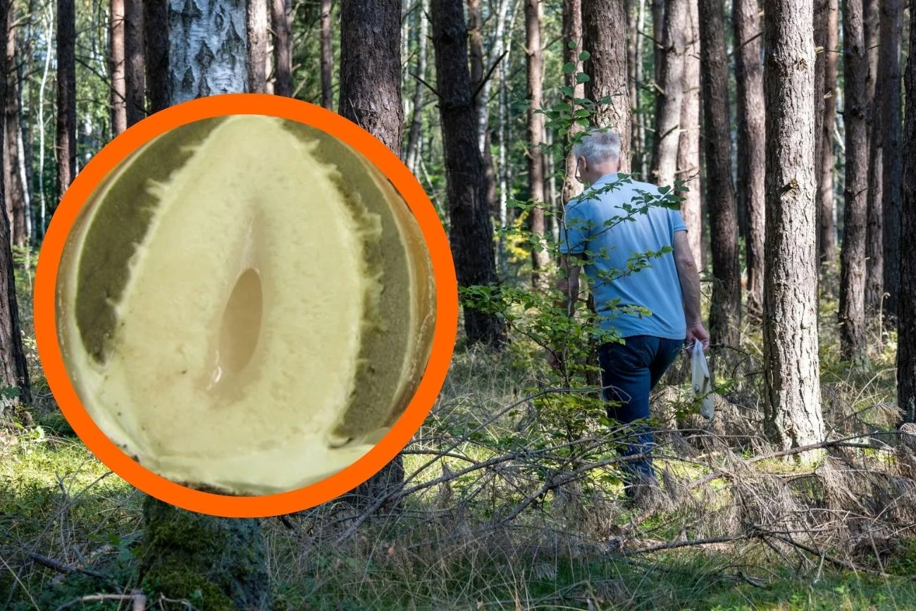 Czarcie jajo bywa pomijane przez zbieraczy. Ale wytrawni grzybiarze wiedzą, co dobre