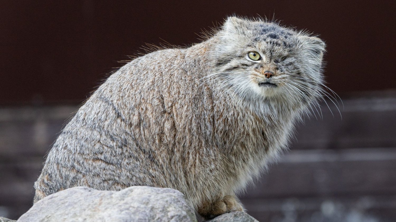 Pilne poszukiwania Bożeny, samicy manula z zoo w Poznaniu. samica manula, Bożena