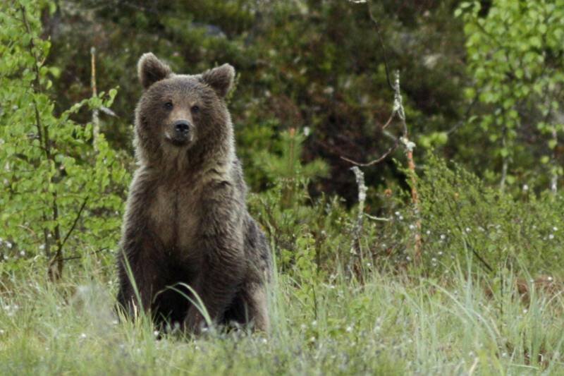 Polowanie na niedźwiedzia, czyli turystyka łowiecka