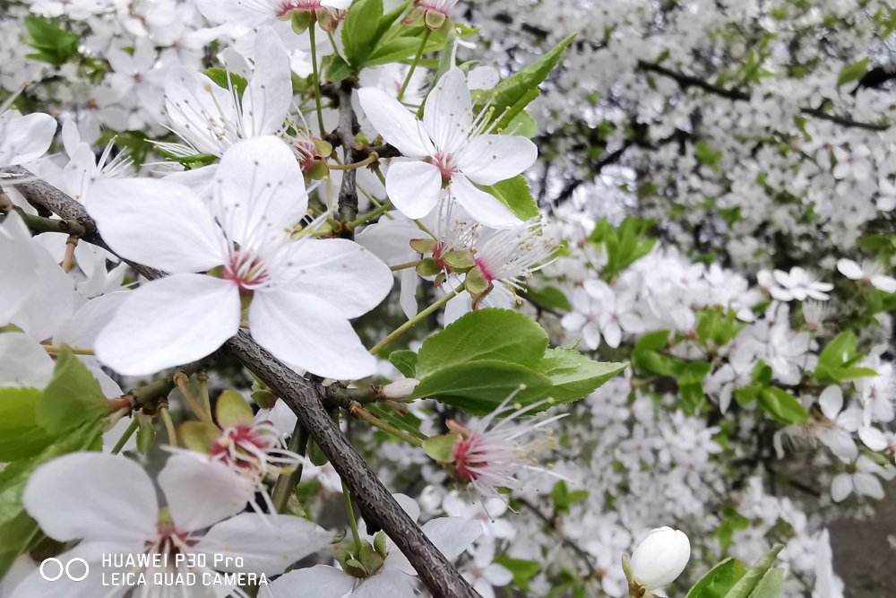 Zdjęcie wykonane smartfonem Huawei P30 Pro