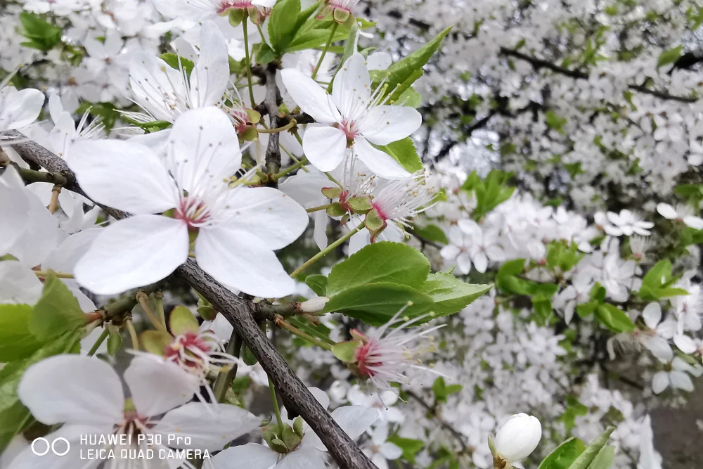 Zdjęcie wykonane smartfonem Huawei P30 Pro