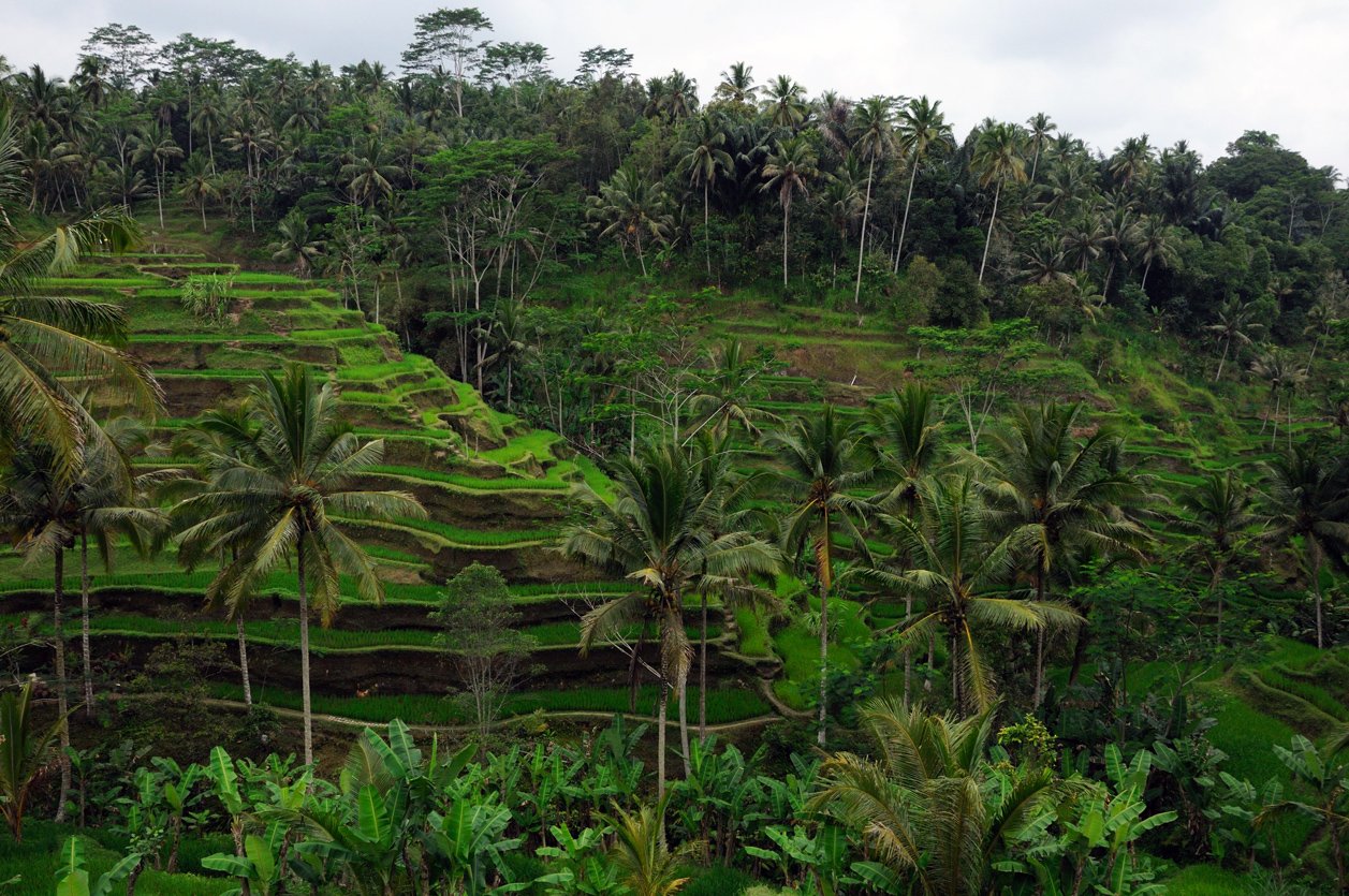 Balijskie pola ryżowe