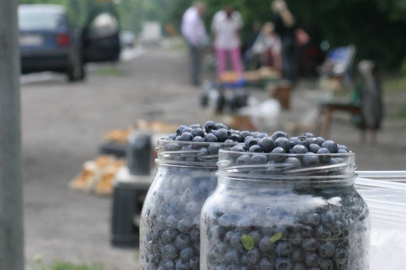 Kary dla zbieraczy i przydrożnych sprzedawców jagód. Mandaty od 200 do 5000 zł