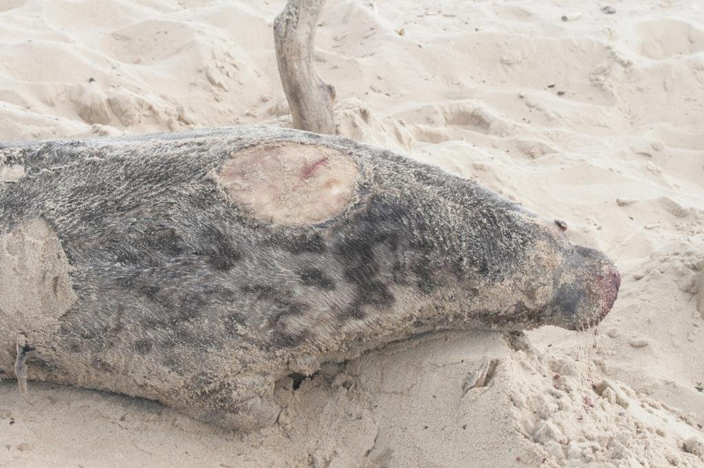 Lugier nie miał nadajnika i fragmentu skóry wokół urządzenia.