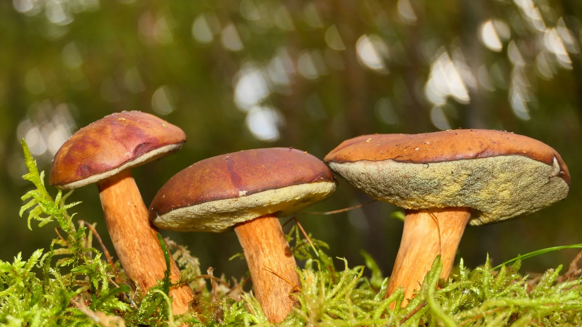 Nawet 5 tys. zł kary. Taka niemiła "niespodzianka" może spotkać grzybiarzy