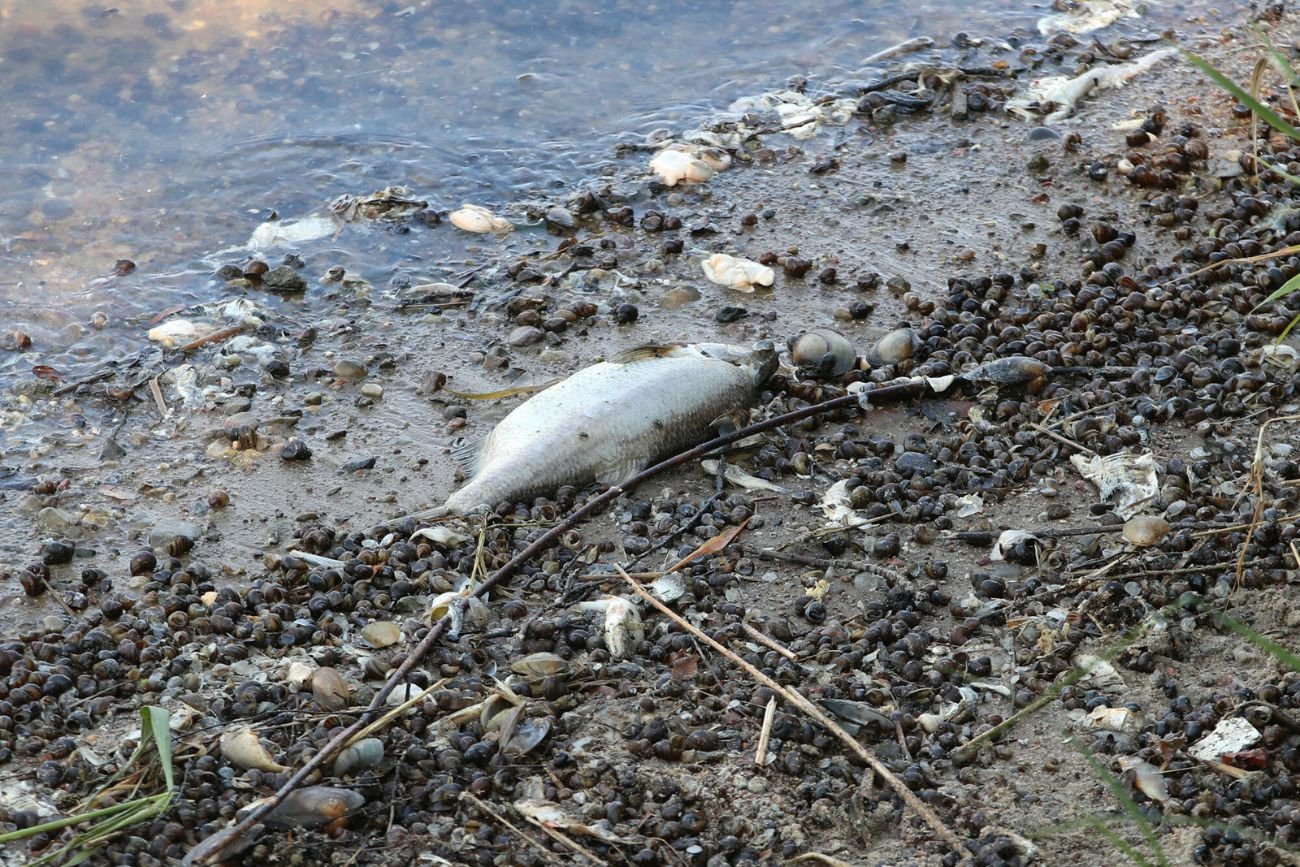 Śnięte ryby w Odrze.