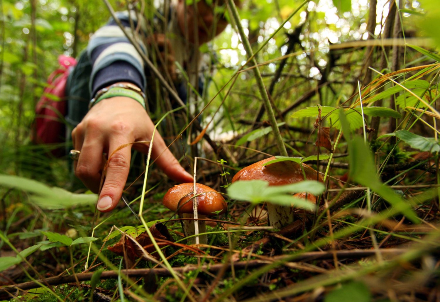 Grzyby 2020: Włamywacze z Olsztyna pod Częstochową udawali grzybiarzy przed policjantami. Grzyby 2020: Włamywacze z Olsztyna pod Częstochową udawali grzybiarzy przed policjantami.