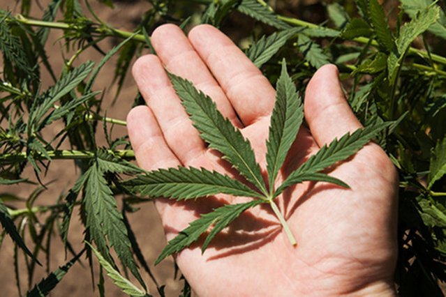 W eksperymencie ma wziąć udział aż 10 tys. osób.