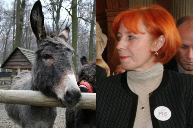 O niewłaściwym zachowaniu osłów radna Lidia Dudziak rozmawiała z dyrekcją zoo