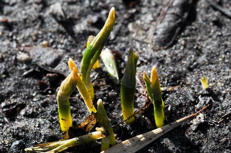 Pierwsze oznaki wiosny - przebiśniegi w Łodzi 29.02.2012 r.