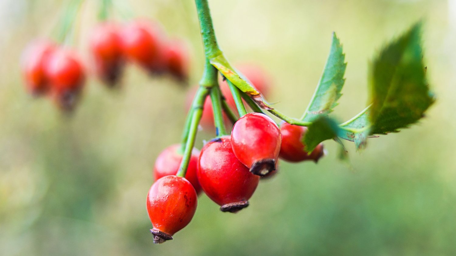 Dzika róża to jeden z polskich superfoods.