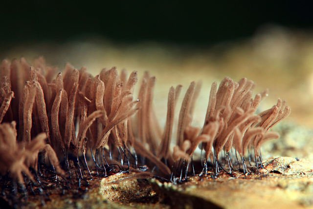 Aflatoksyny to trujące i rakotwórcze substancje, wytwarzane przez pleśnie. Występują w źle magazynowanej żywności, m.in. w orzechach ziemnych, nasionach i suszonych owocach.