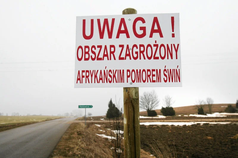 Rolnicy wciąż cierpią z powodu rozprzestrzenia się ASF.