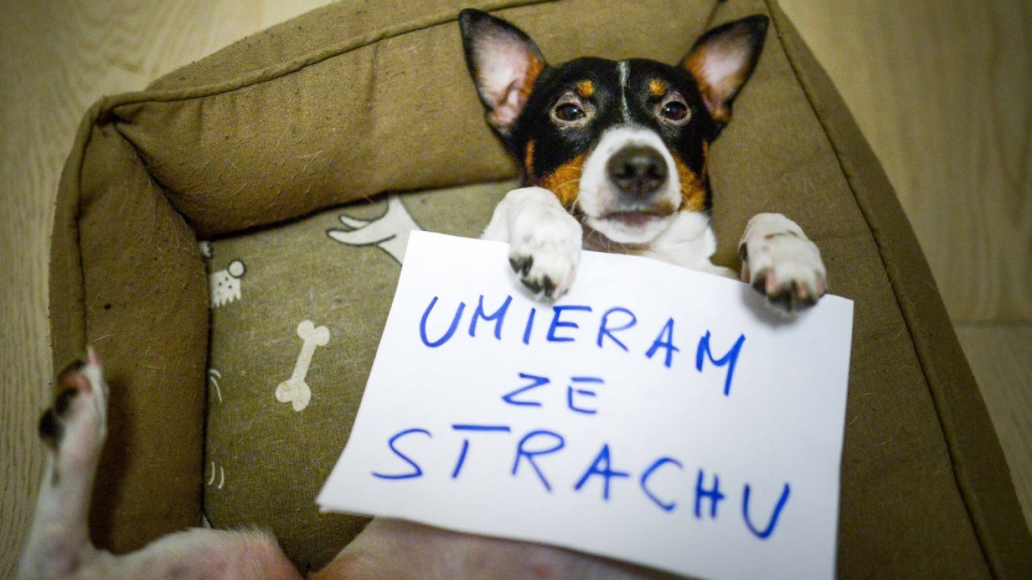 Sylwester to dla psów prawdziwy dramat