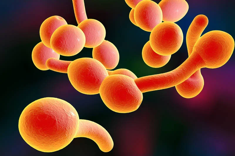 Grzyb Candida pod mikroskopem