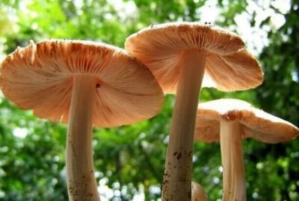 Grzyby należą do jednych z najbardziej wyjątkowych gatunków, jakie można spotkać na Ziemi. Naukowcom już dawno udało się potwierdzić, że tzw. Pestalotiopsis microspora są w stanie rozkładać... plastik. Grzyby, które żywią się plastikiem: co wiemy o Pestalotiopsis microspora?