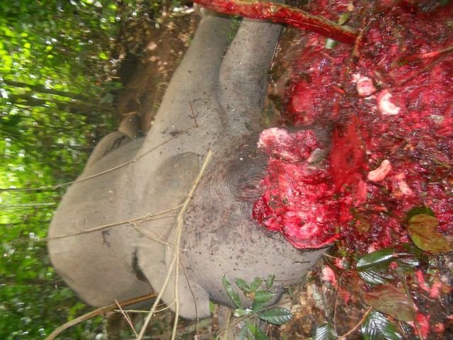 Jeden ze słoni zabitych w Dzanga Bai.