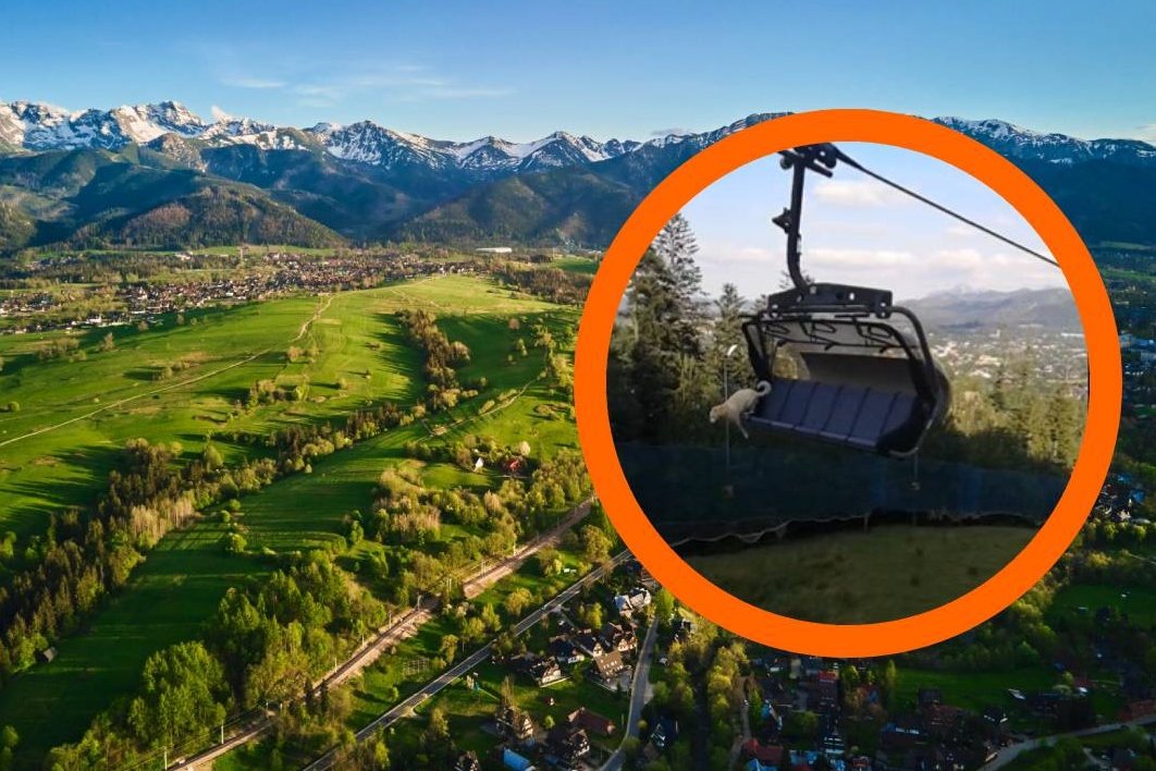 Zakopane. Pies jechał kolejką i skoczył. Ustaliliśmy, czy zwierzak przeżył.