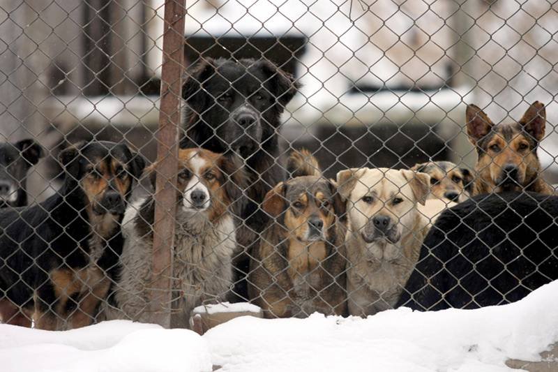 Dla niektórych fundacji i stowarzyszeń 1 proc. podatku to jedyne źródło utrzymania