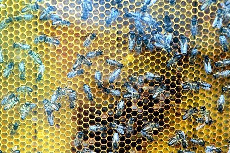 Eksperci z Krakowa chcą zbudować w Polsce 3,2 tys. pasiek.