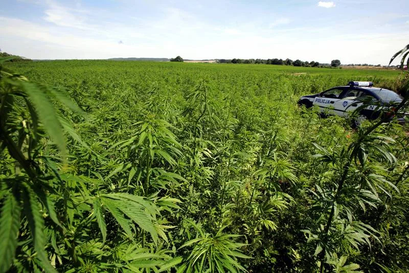 Plantacja czterdziestu hektarów konopi indyjskich w okolicach Gdańska