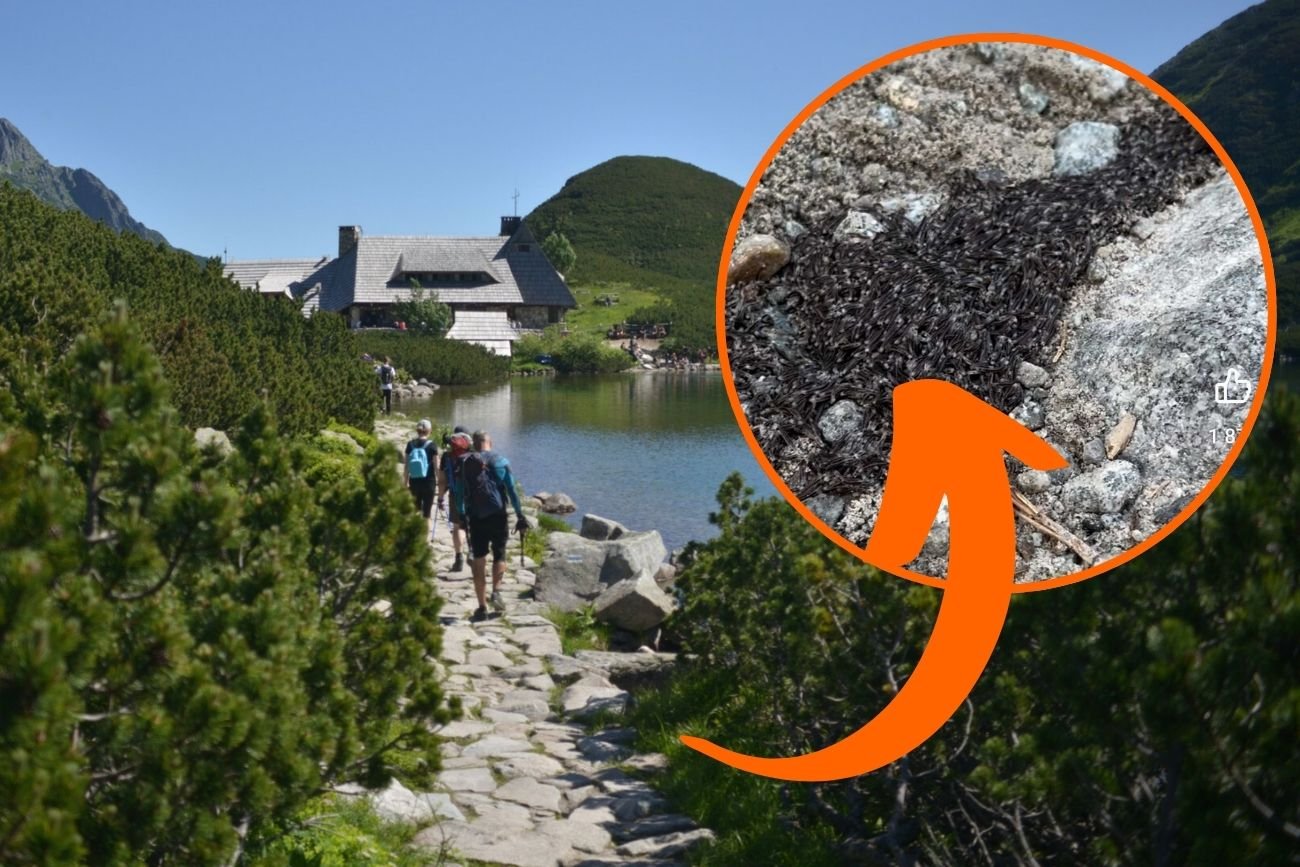 Pleń na drodze do Doliny Pięciu Stawów. Niesamowite zjawisko