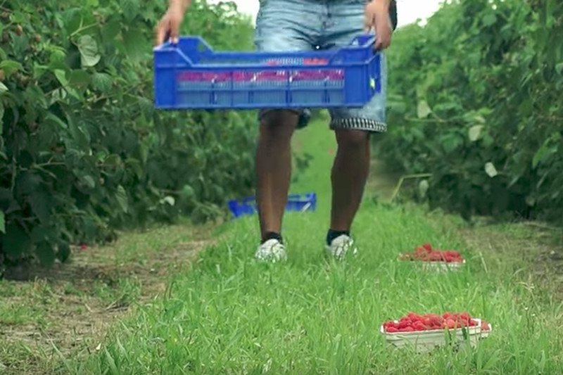 Plantatorzy i sadownicy narzekają na brak pracowników. Mają problem m.in. ze zbiorem malin.