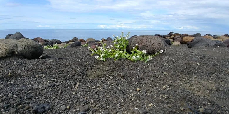 Surtsey.