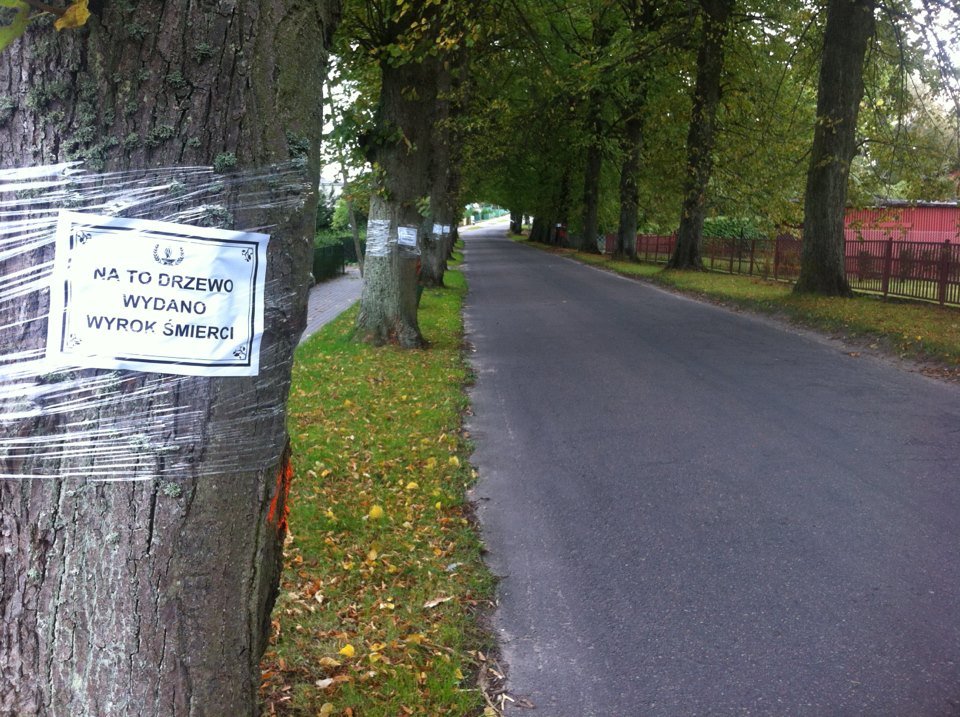 Fragment alei przeznaczonej do wycięcia.