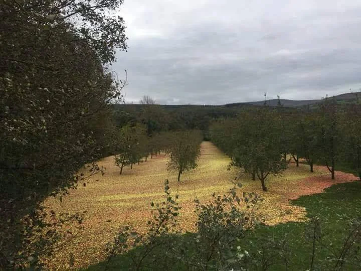 Niesamowity widok sadu po przejściu huraganu Ofelia
