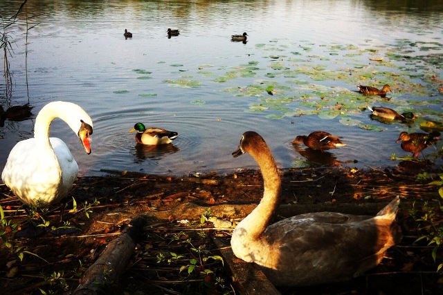 Niezwykły ogród z linią brzegową. Osada Zamkowa w Pasymiu.