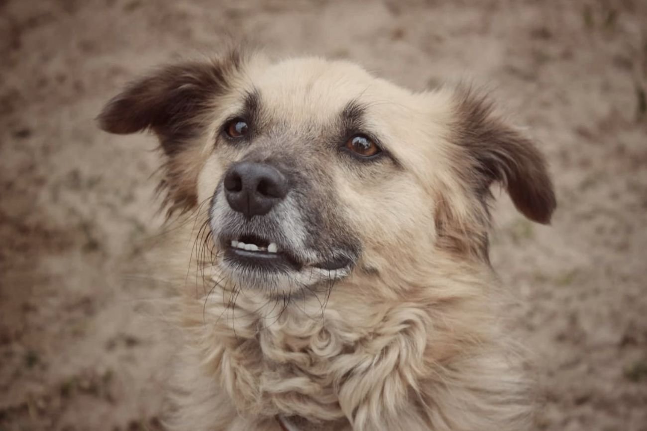 Pies ze schroniska dla bezdomnych zwierząt DISEL.