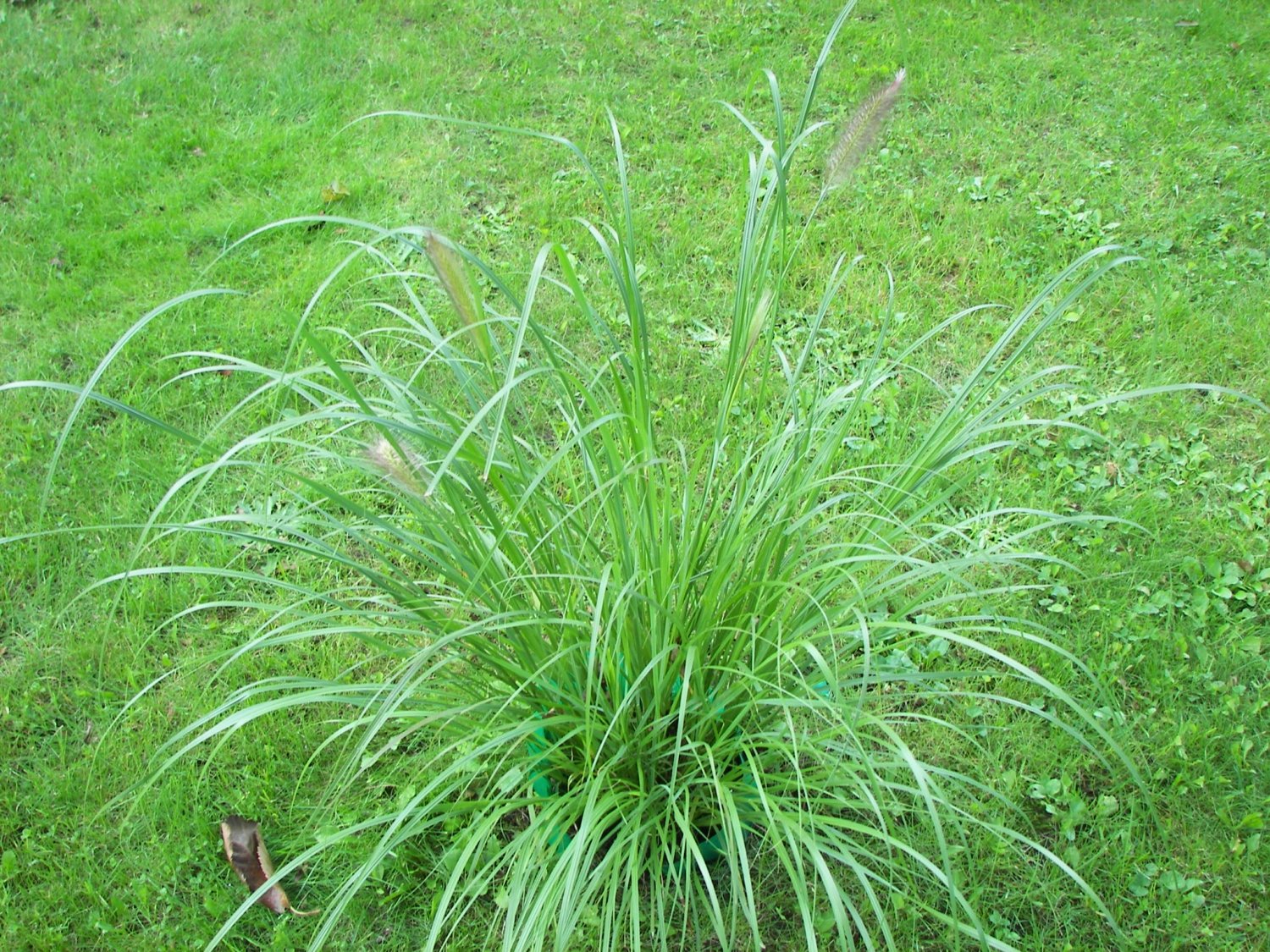 Rozplenica japońska