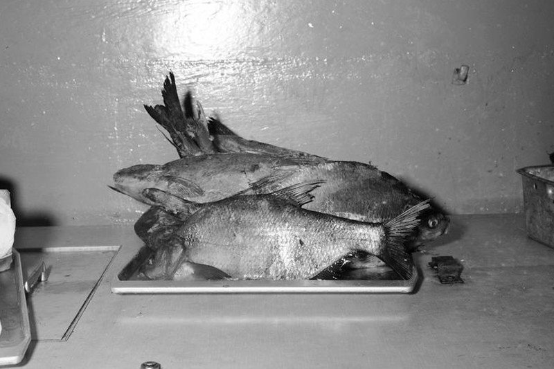 Karp - symbol pożądania w PRL. Sklep rybny Warszawskiej Spółdzielni Spożywców "Społem" przy ul. Próżnej 14 w Warszawie.