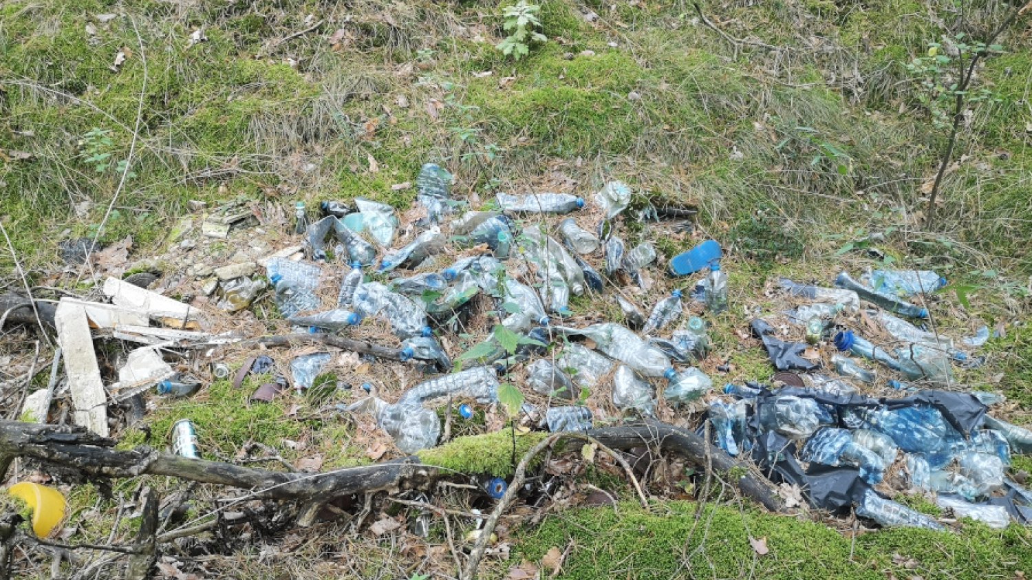 Poszłam na grzyby, znalazłam plastikowe butelki